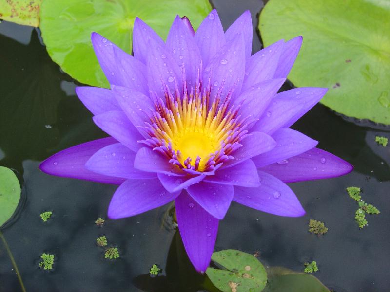 Nymphaea ‘Garet’s Blue’