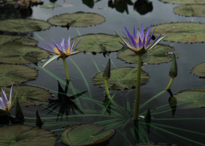 Nymphaea ’Genna Markay’