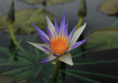 Nymphaea ’Genna Markay’