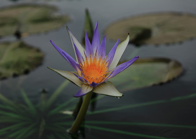 Nymphaea ’Genna Markay’