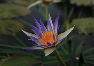 Nymphaea ’Genna Markay’