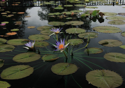 Nymphaea ’Genna Markay’