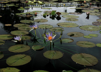 Nymphaea ’Genna Markay’