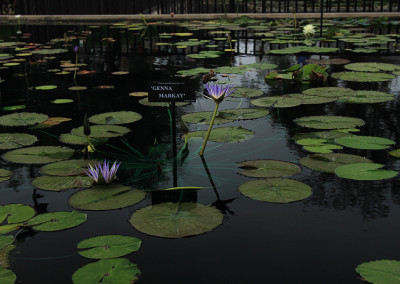 Nymphaea ’Genna Markay’