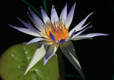 Nymphaea ’Genna Markay’