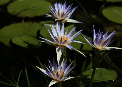 Nymphaea ’Genna Markay’