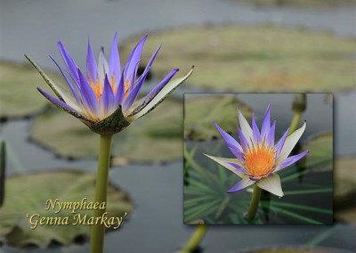 Nymphaea ‘Genna Markay’