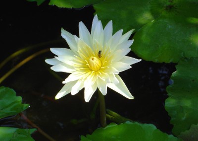 Nymphaea 'Gulyanee'