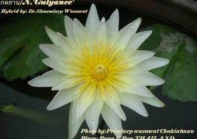 Nymphaea 'Gulyanee'