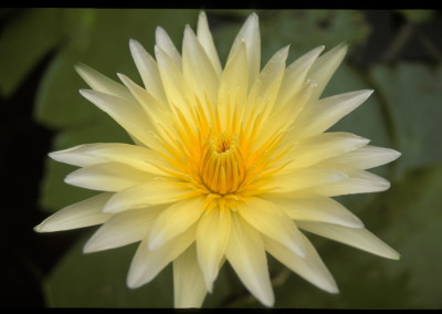 Nymphaea ‘Gulyanee’