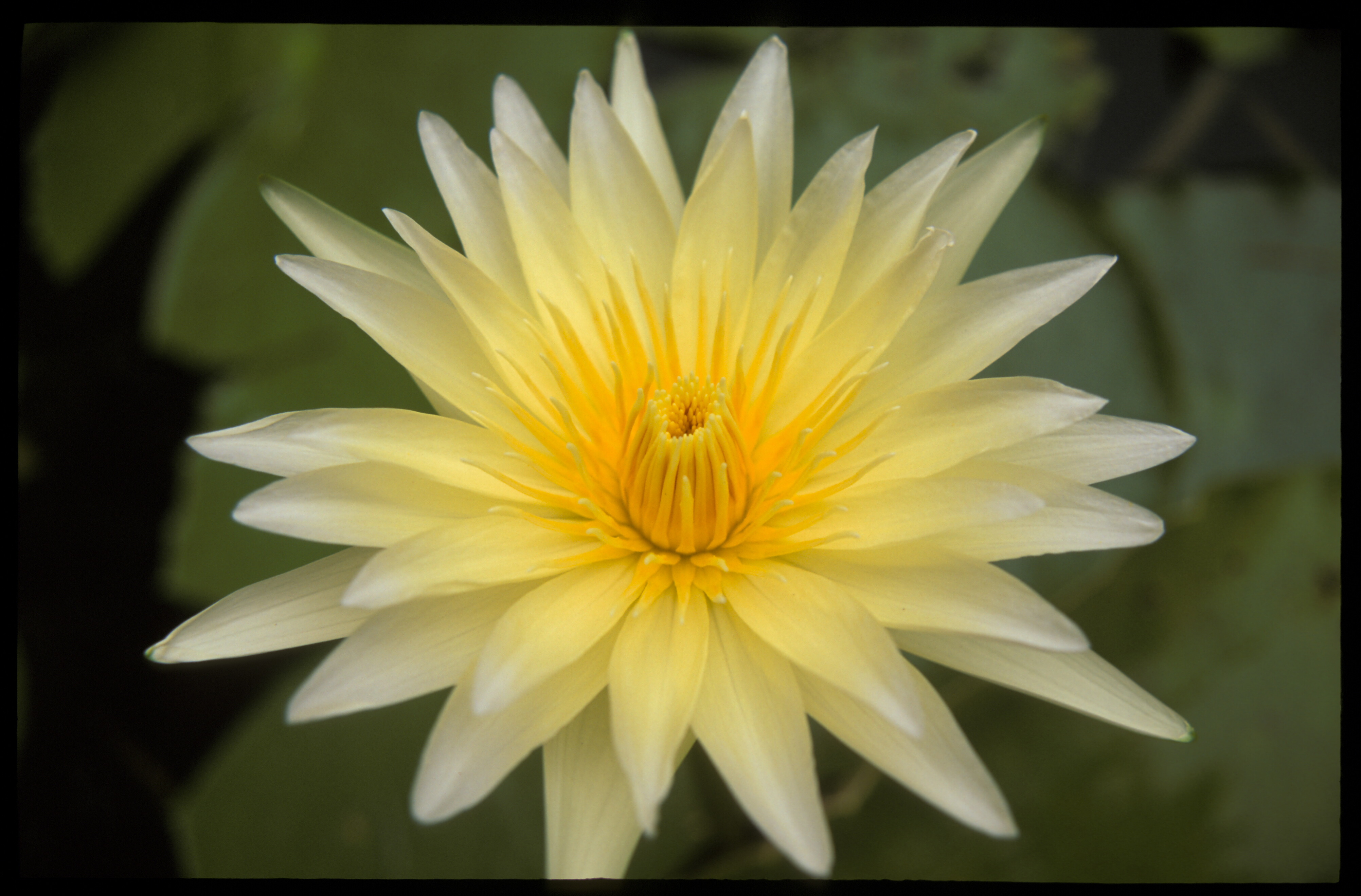 Nymphaea ‘Gulyanee’