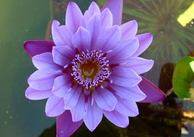 Nymphaea 'Henry Shaw'