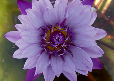 Nymphaea 'Henry Shaw'