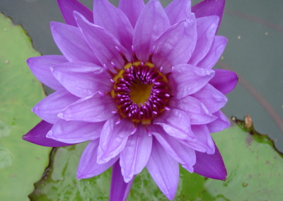 Nymphaea ‘Henry Shaw’