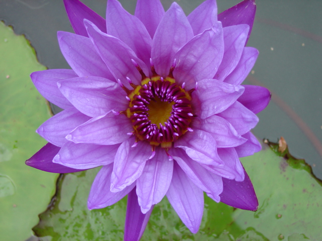 Nymphaea ‘Henry Shaw’