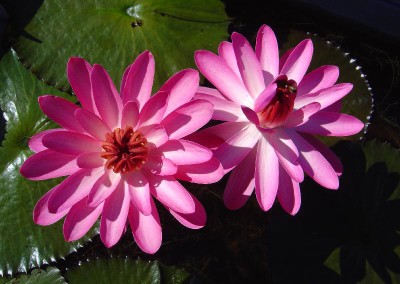 Nymphaea 'Hilo Rose'