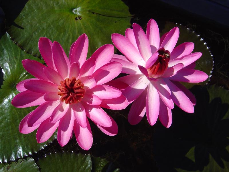 Nymphaea ‘Hilo Rose’