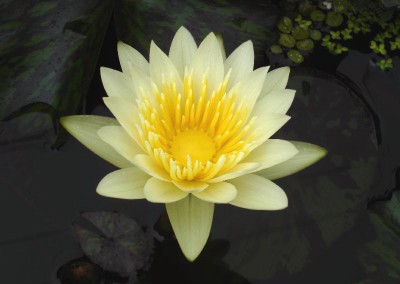 Nymphaea ‘Hoku Kea’