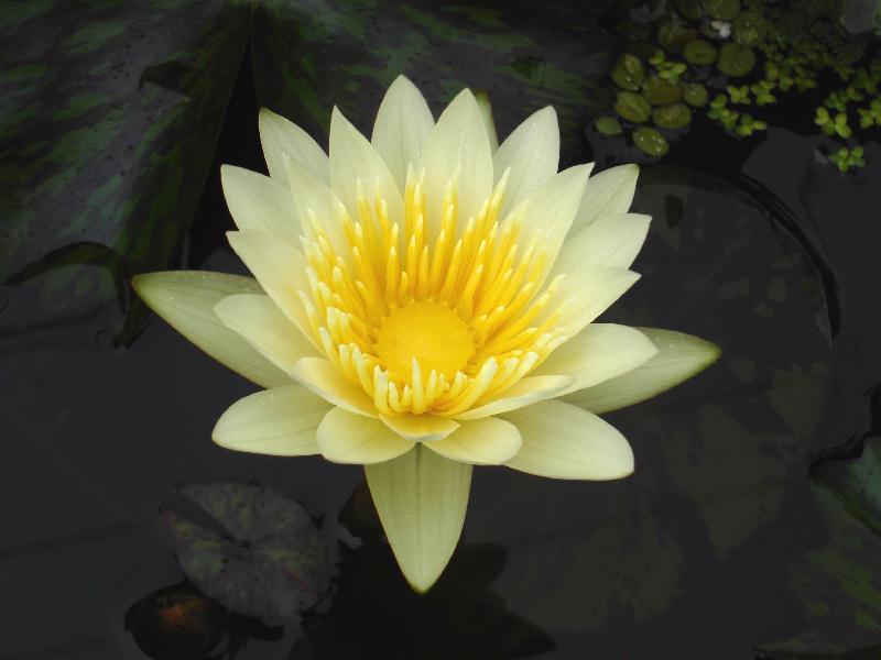 Nymphaea ‘Hoku Kea’