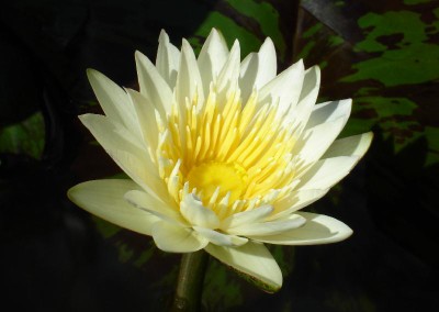 Nymphaea 'Hoku Kea'