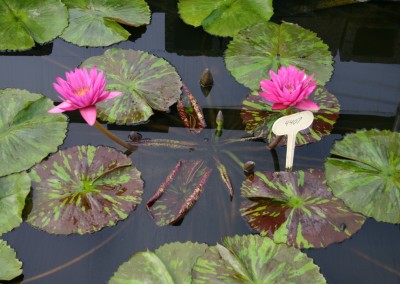 Nymphaea 'Hot Pink'