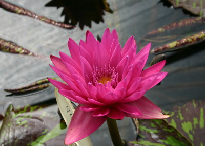 Nymphaea 'Hot Pink'