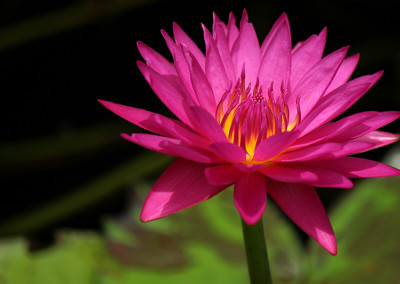 Nymphaea 'Hot Pink'