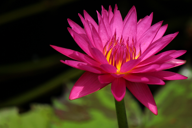 Nymphaea ‘Hot Pink’