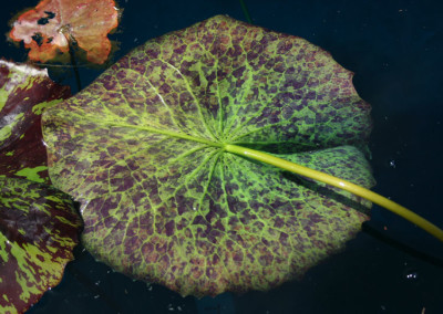 Nymphaea 'Eve's Solitaire'