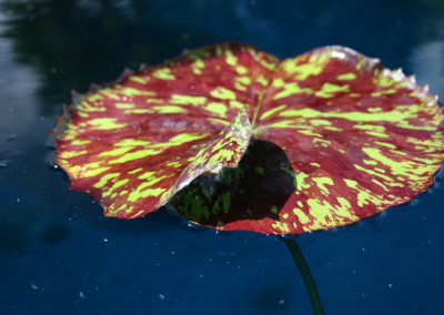 Nymphaea 'Eve's Solitaire'