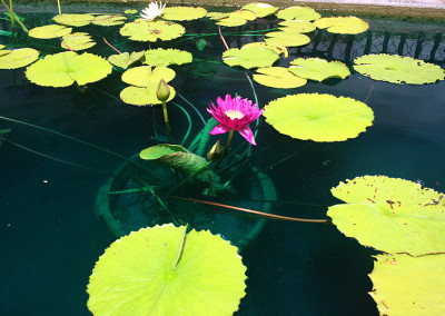 Nymphaea 'Bull's Eye'