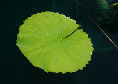 Nymphaea 'Bull's Eye'