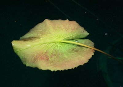 Nymphaea 'Bull's Eye'