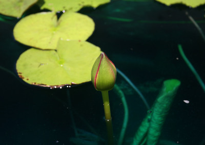 Nymphaea 'Bull's Eye'