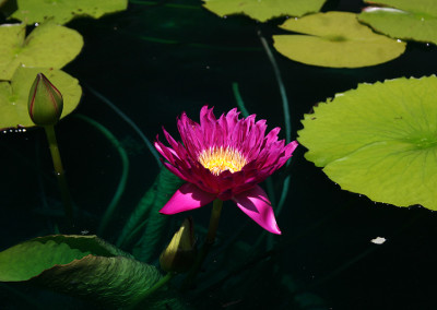 Nymphaea 'Bull's Eye'