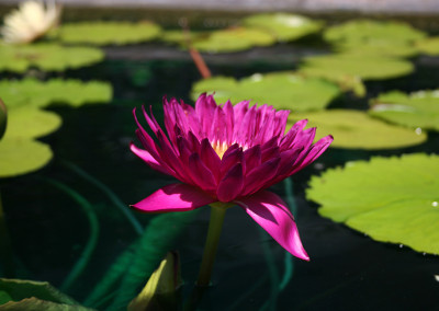 Nymphaea 'Bull's Eye'