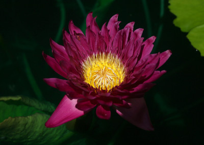 Nymphaea 'Bull's Eye'