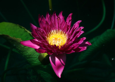 Nymphaea 'Bull's Eye'