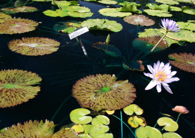 Nymphaea 'Jessie's Purple Passion'