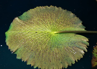 Nymphaea 'Jessie's Purple Passion'