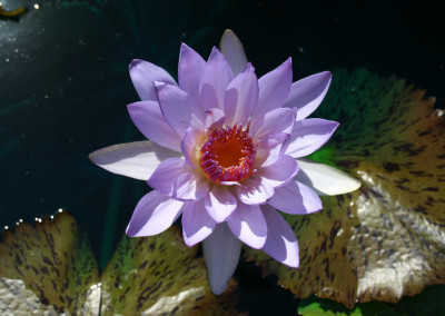 Nymphaea 'Jessie's Purple Passion'