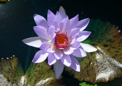 Nymphaea 'Jessie's Purple Passion'