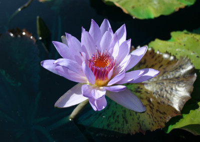 Nymphaea 'Jessie's Purple Passion'