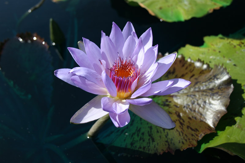 Nymphaea ‘Jessie’s Purple Passion’