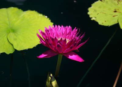 Nymphaea 'Bull's Eye'