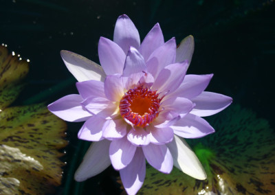 Nymphaea 'Jessie's Purple Passion'