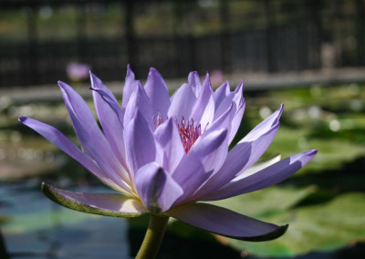 Nymphaea 'Jessie's Purple Passion'