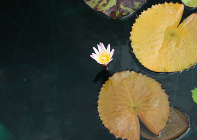 Nymphaea minuta