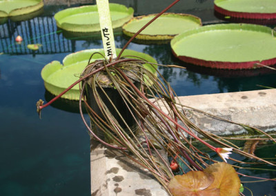 Nymphaea minuta