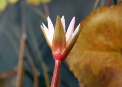 Nymphaea minuta